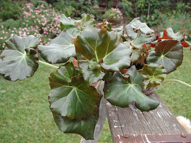 B. ‘Erythrophylla Helix’